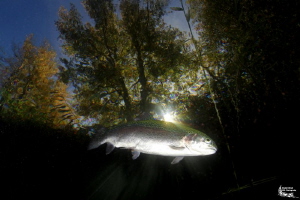 Trout and sunrays :-D by Daniel Strub 